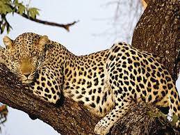 Sri Lanka arrests villagers for killing leopard
