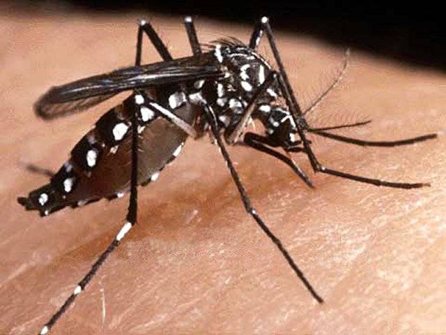 Dengue epidemic: Section 144 imposed in Lahore
