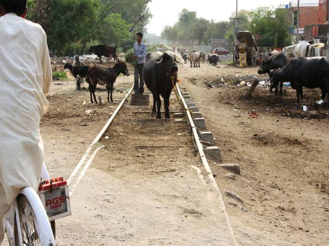 SIALKOT: Railway track being used for keeping cattle reflects decline of the once essential service.–Staff photo