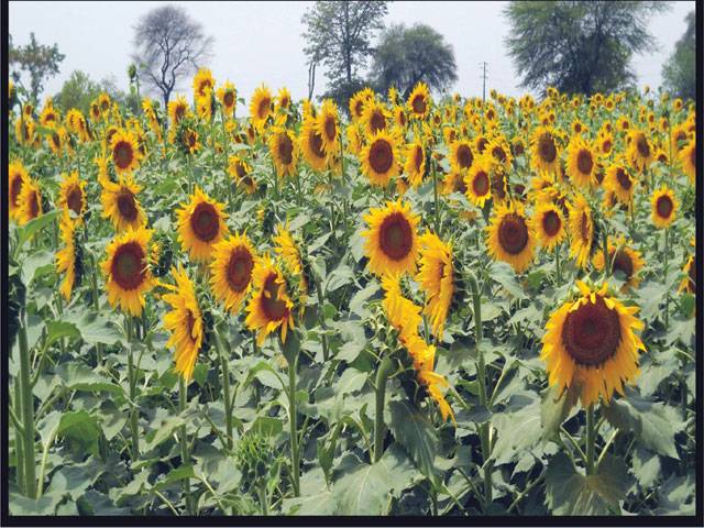 SARGODHA: An exquisite view of sunflowers, blooming at Agriculture College of University of Sargodha.–Staff photo