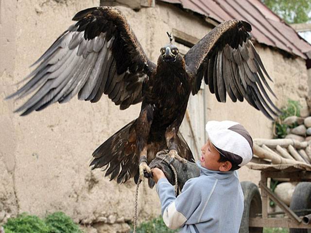 AZIM is keen to follow in his father’s footsteps and continues a family tradition of golden eagle hunting in this village of Kyrgyzstan. He is pictured trying to train a golden eagle. –Daily Mail
