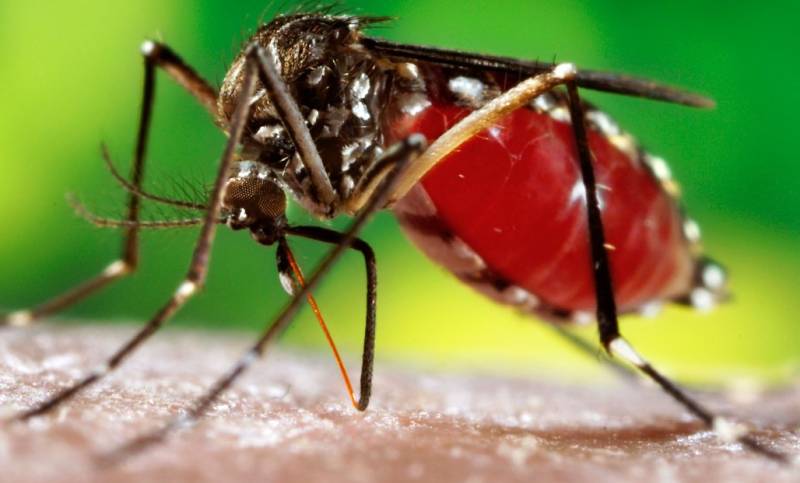 Seven more dengue cases confirmed in Lahore