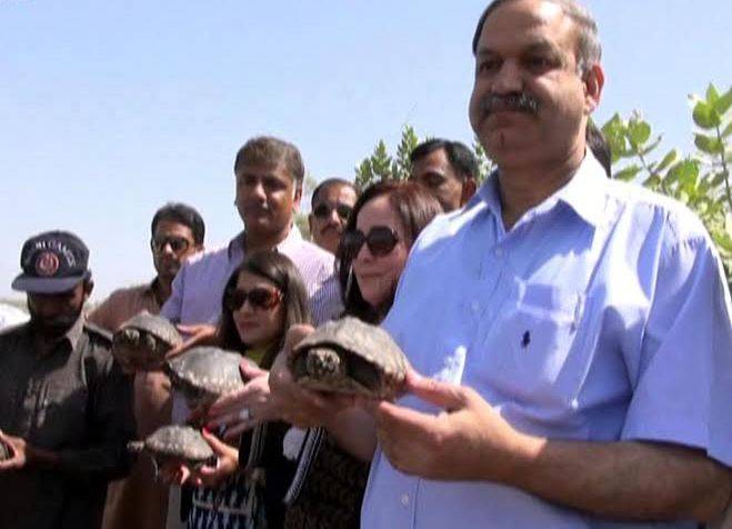 Smuggled turtles taken back from China released into Indus