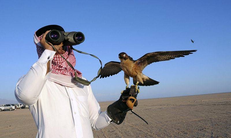 Two falcons worth $250,000 recovered from Qatari Prince in Pakistan