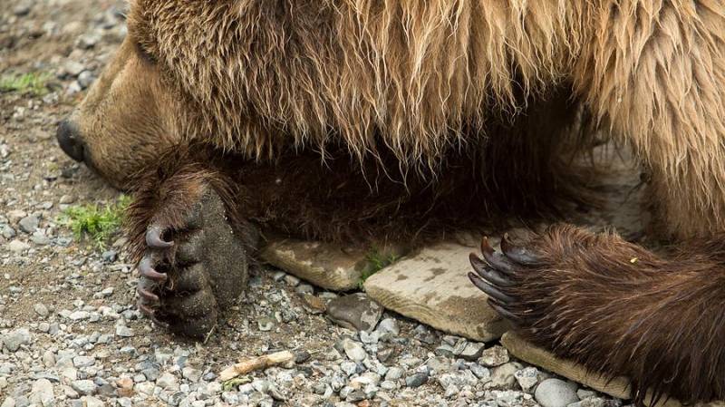 Chinese tourists offered bear paws, tiger meat on menu