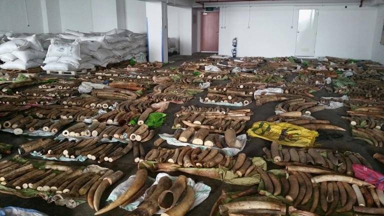 Biggest illegal shipment of ivory seized in Singapore