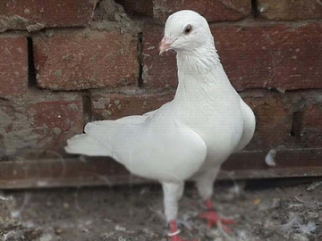 India jails Pakistani pigeon for 'spying'