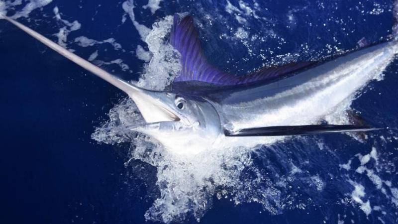 Swordfish kills man with its sharp bill