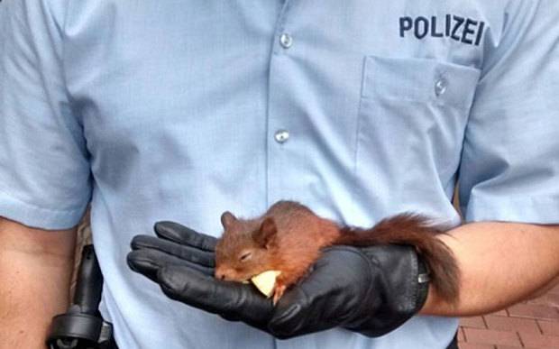 Aggressive squirrel arrested for stalking woman 