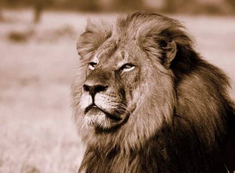 Cecil's killer to have hard time avoiding extradition: Experts