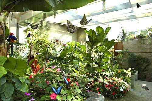 Jallo Park to house imported butterflies