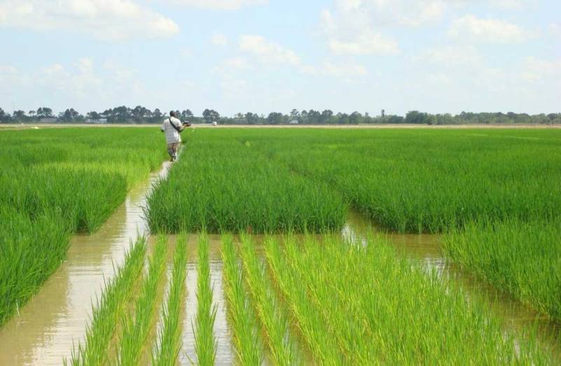 Water-short Pakistani farmers test less thirsty way to grow rice