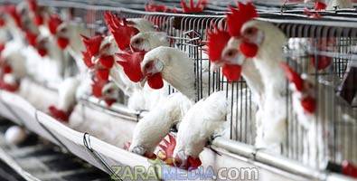 Mini Budget: Duties on raw material for poultry industry to hit common man 