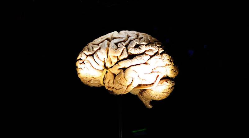 Human brain can hold 10 times more memories than previously believed: study