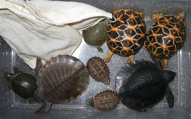 Anti-smuggling team of wildlife departments recover 22 tortoises