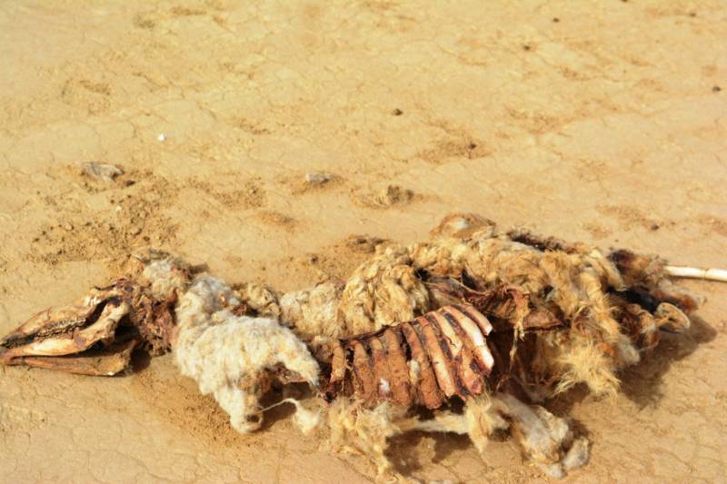 Drought in Nushki: A catastrophe in the making