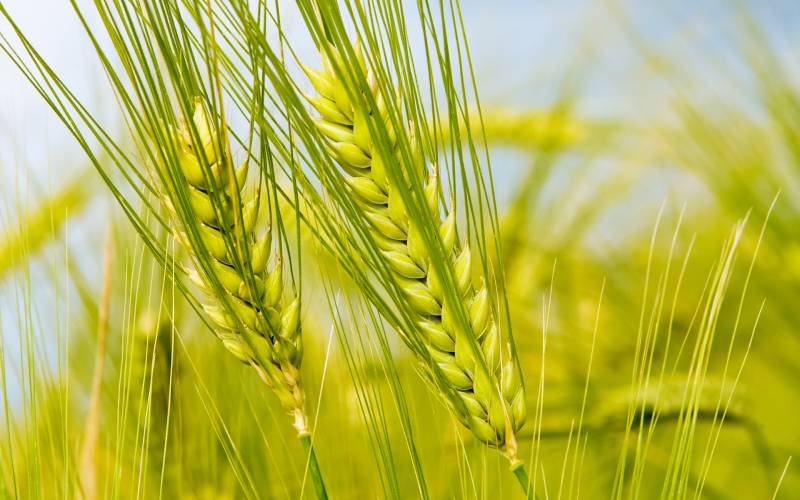 Declining trend of wheat crop yield continues 