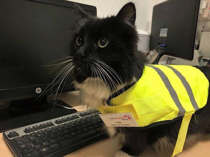 UK station cat given promotion for her mouse-catching skills