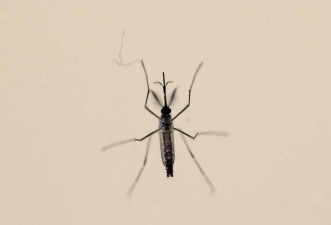 Zika mystery deepens with evidence of nerve cell infections