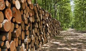 Mobile force formed to launch crackdown on timber mafia 