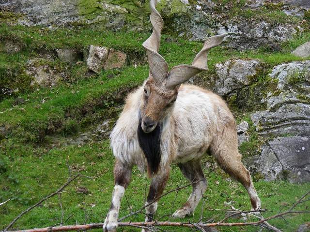 Markhor, Patridges - Tale of Grace and Strength