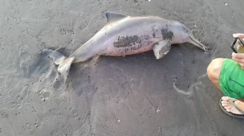 Villagers kill rare dolphin in Ghotki after mistaking it for monster