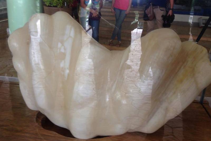 'World's largest' pearl emerges in Philippines