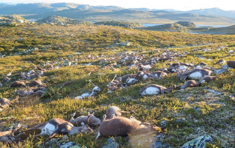 More than 300 reindeer killed by lightning in Norway