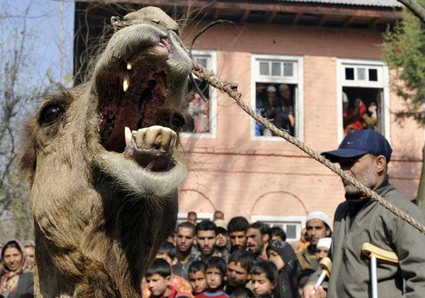 Curfew in Rajouri after Muslims attacked for slaughtering camel
