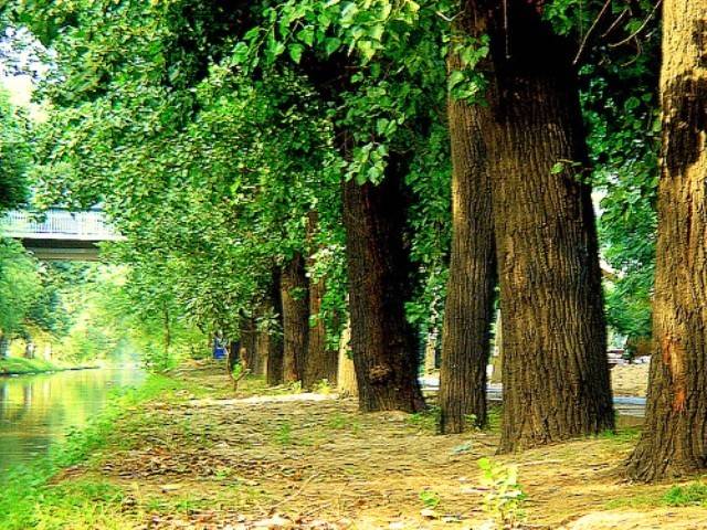 With Punjab govt planting 10 trees for every one cut down, environmentalists should support development work in the province