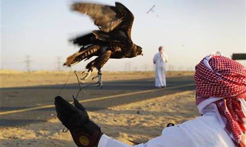 Qatari Royals on Houbara Bustard hunting spree in Punjab