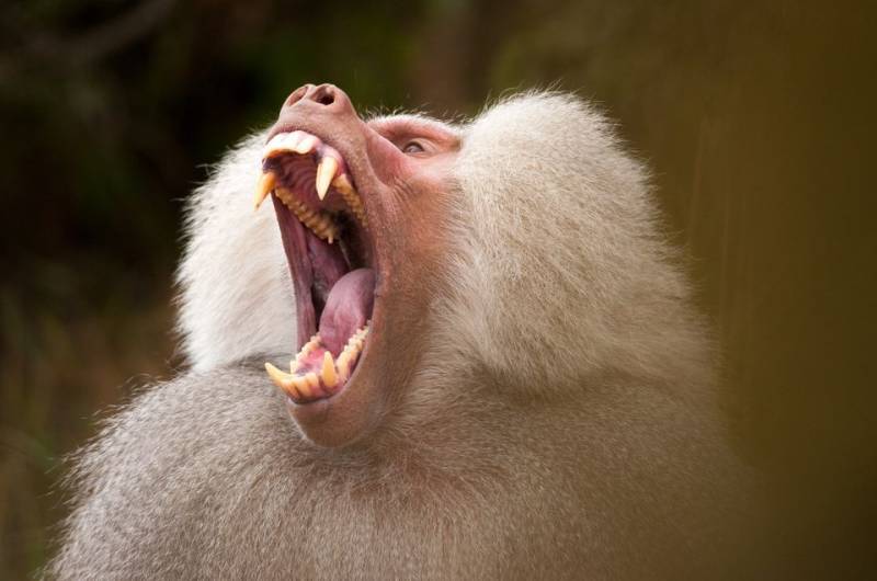 Baboons make vowel-like sounds, similar to humans
