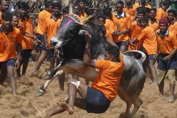 Ban lifted on Indian bull-taming events to end mass protests