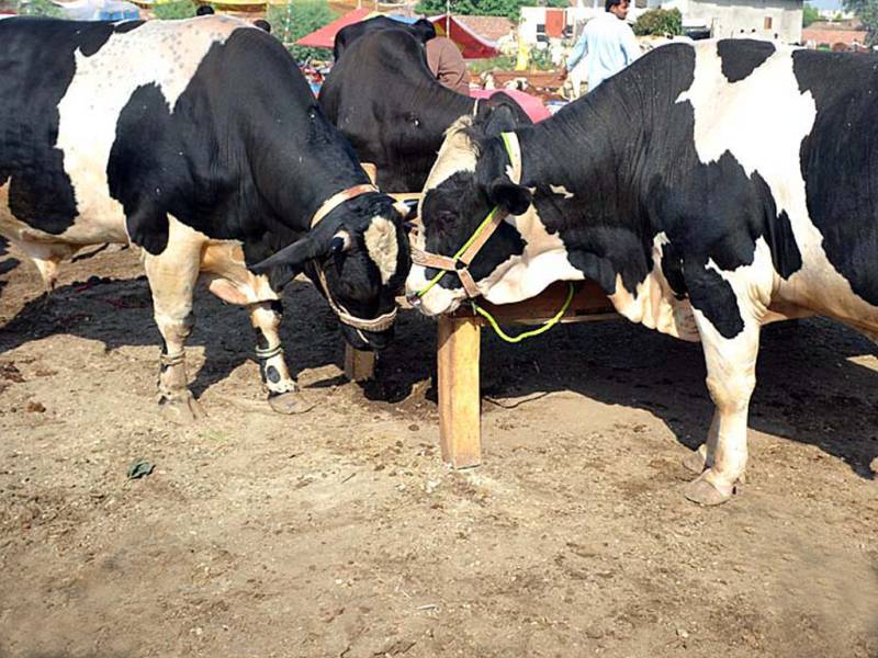 Belarus eager to export dairy products to Pakistan