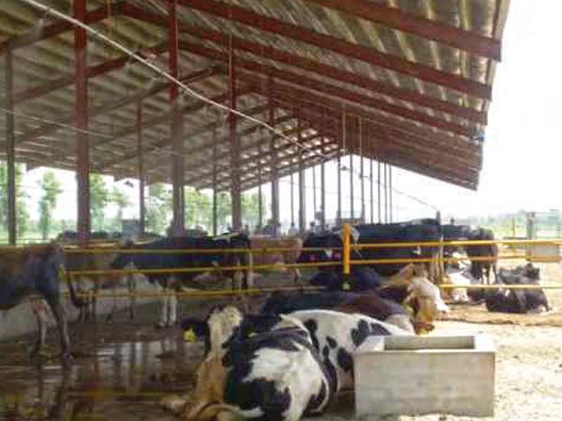 Modern technology can help increase milk production: PBIF