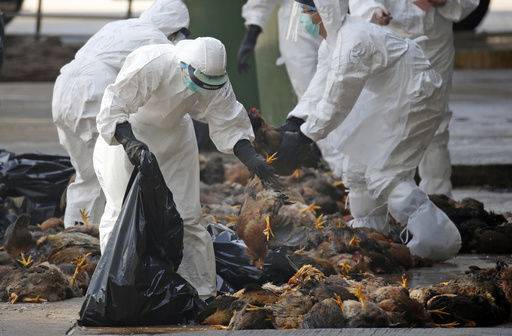 UN sees bird flu changes but calls risk of people spread low