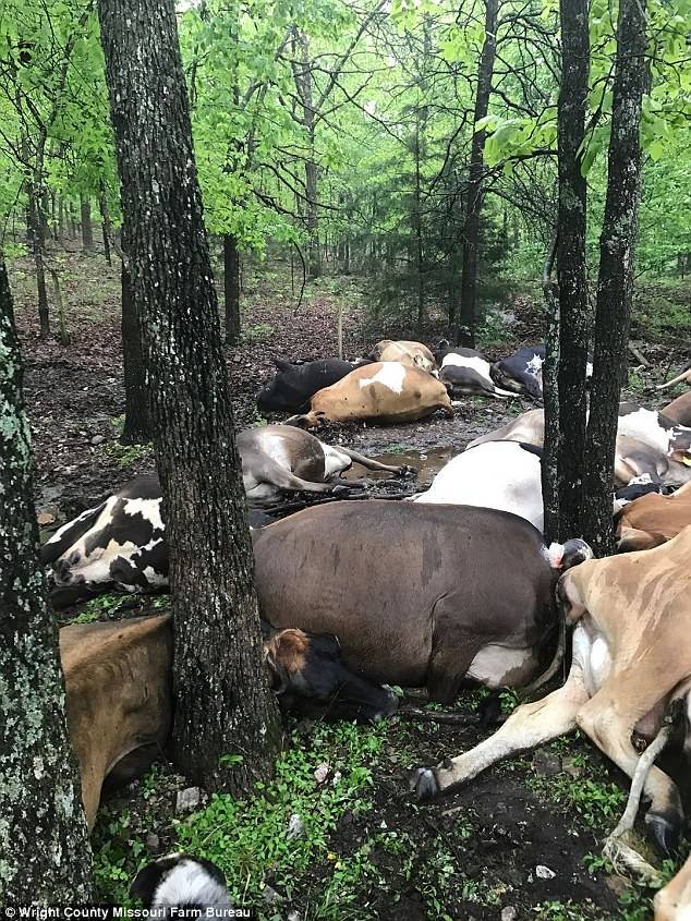 Lightning strike in Missouri kills 32 cows