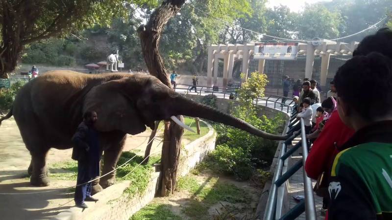 Lahore Zoo faces backlash as 'Suzi' dies of sheer negligence