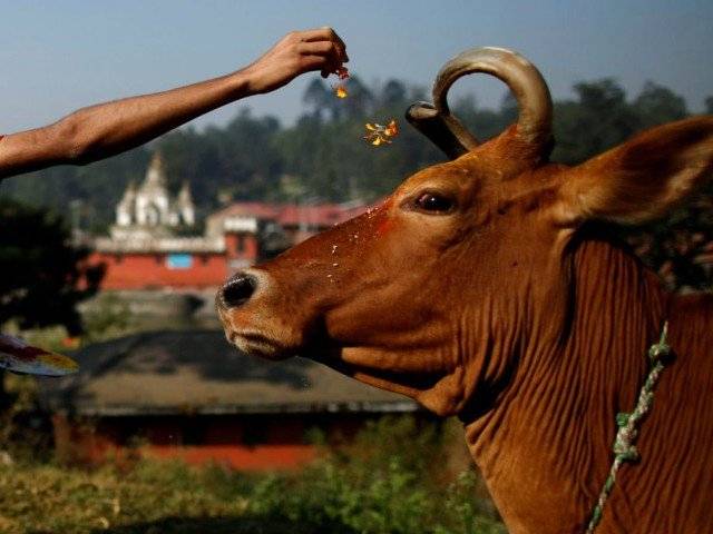 Cow vigilantes arrested for assault on Indian officials