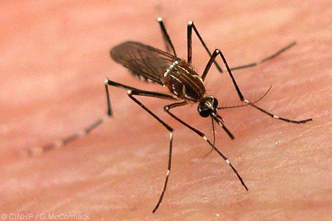 Requested federal govt to help us counter dengue virus: KP health dept
