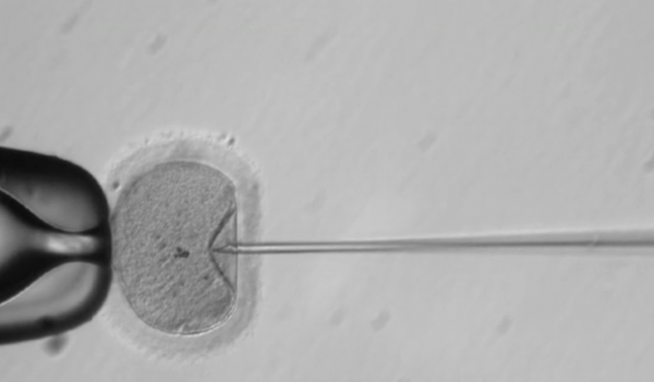 Disease gene 'edited' in human embryos in scientific first
