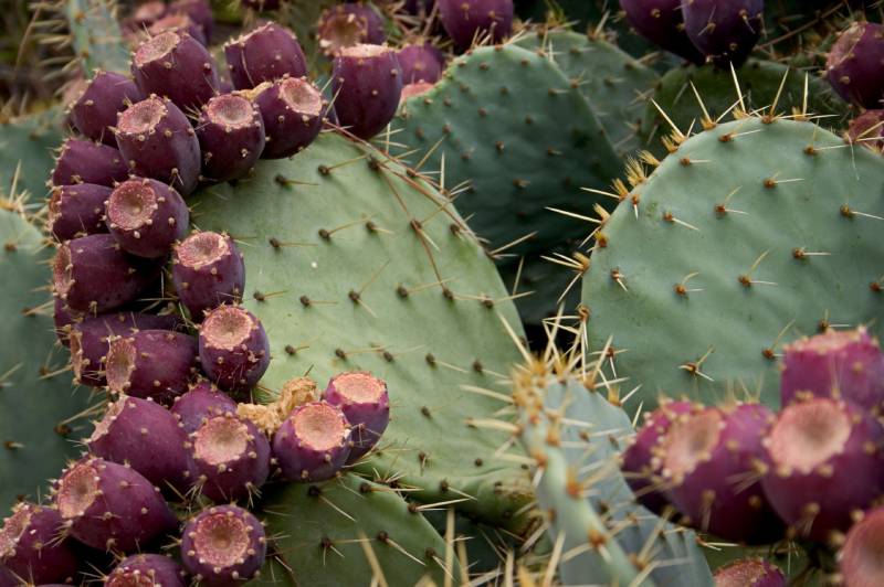 Mexico’s prickly pear cactus as a renewable energy source?