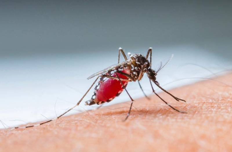 Two more fall victim of dengue fever in Rawalpindi