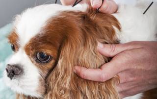 Chinese acupuncturist treats paralyzed pets 