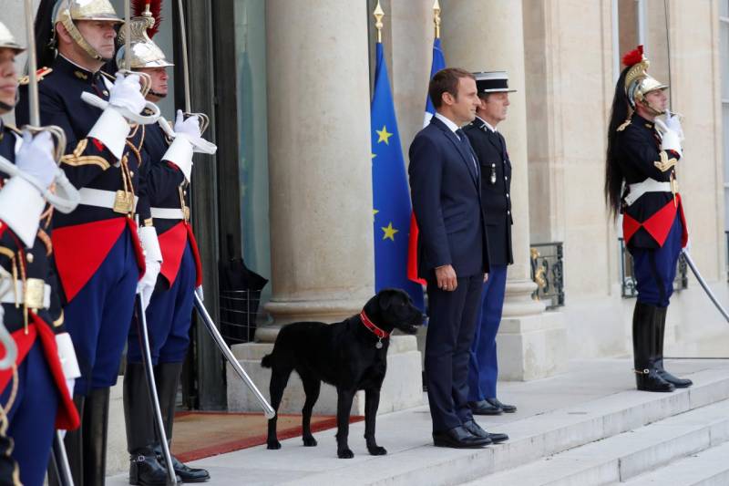 France's Macron finds Nemo, his new canine companion