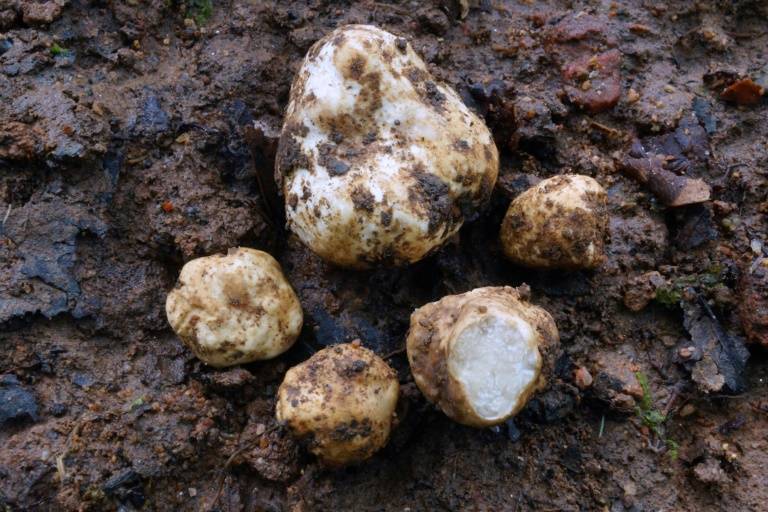 Scientists sniff out Thailand's first truffle species