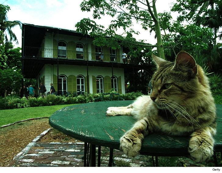 Hemingway museum and six-toed cats ride out Irma unscathed