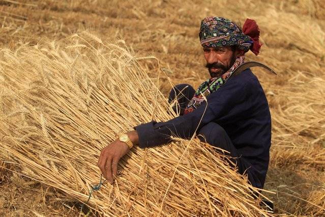 Surplus wheat production resulting in heavy losses 