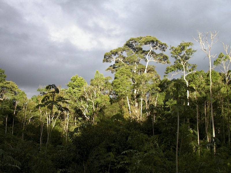 More trees, better farming could slash carbon emissions: study