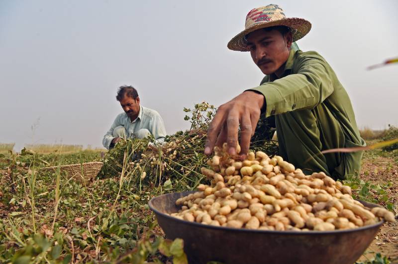 Farmers start harvest peanuts on outskirts of Peshawar 